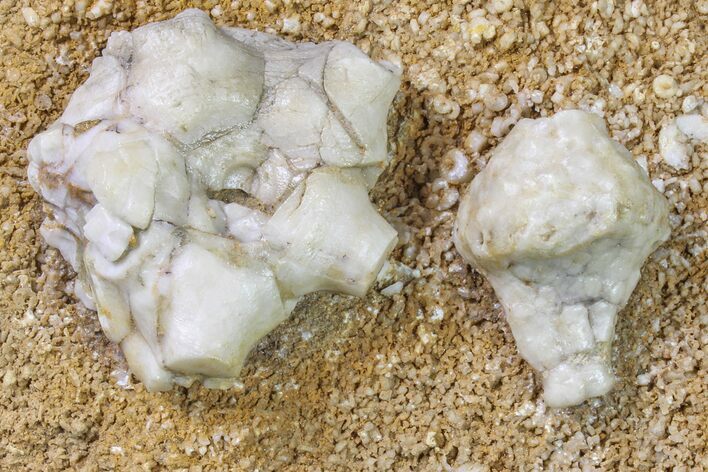 Fossil Crinoid (Uperocrinus & Eucladocrinus) Plate - Missouri #156791